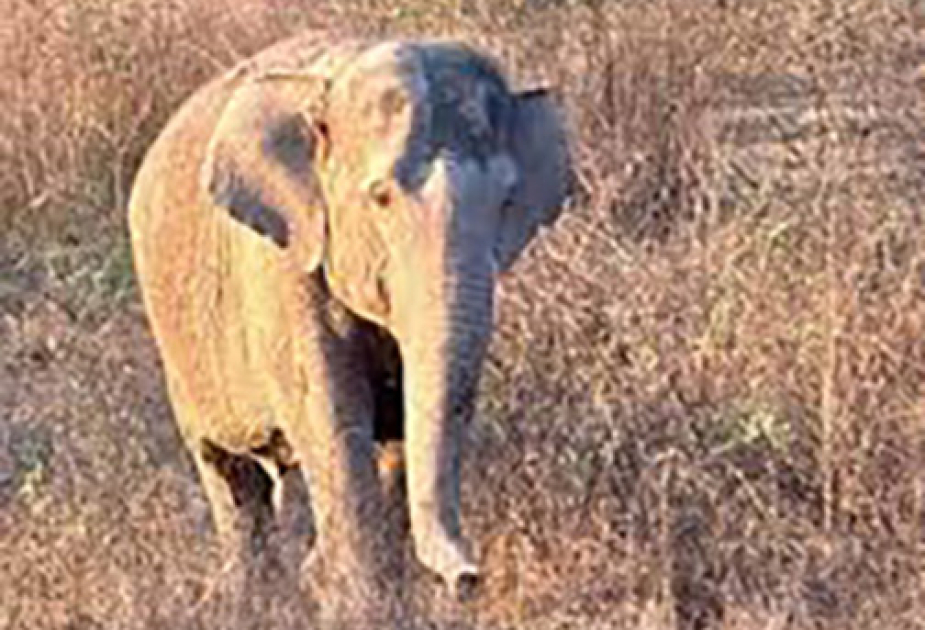 Bangkok: Elefant tötet Camper in Nationalpark