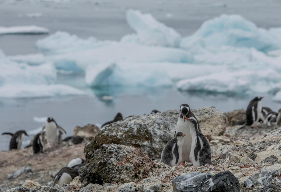 Qərbi Antarktidada pinqvinlər yox olma təhlükəsi ilə üz-üzədir