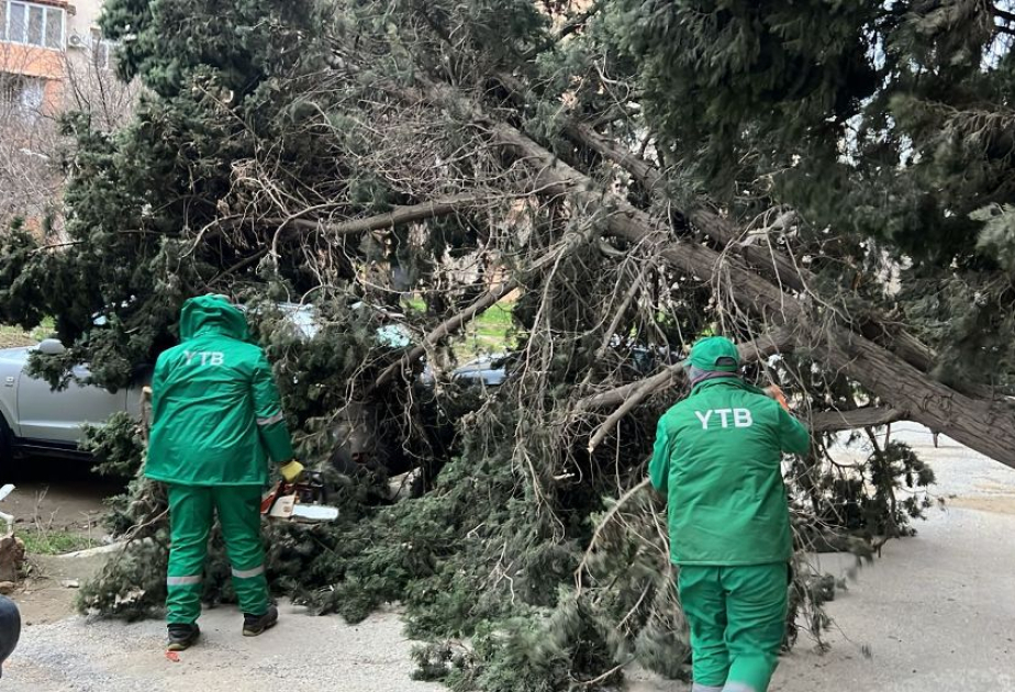 Güclü külək paytaxtda ağacları aşırdı