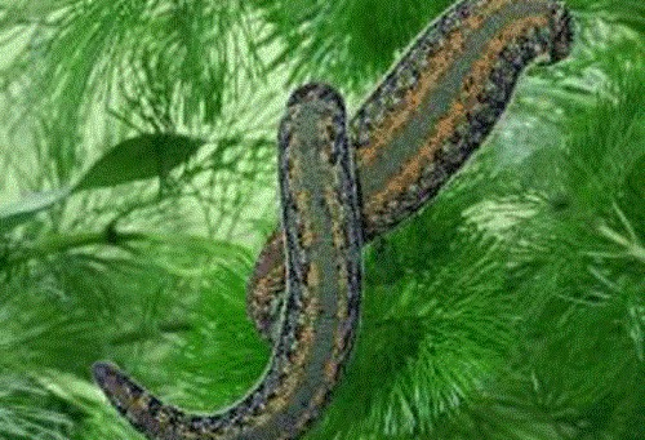 Coğrafiyaşünas alim: Təbabət zəlilərinin kortəbii ovlanması ekoloji təhlükə yaradır