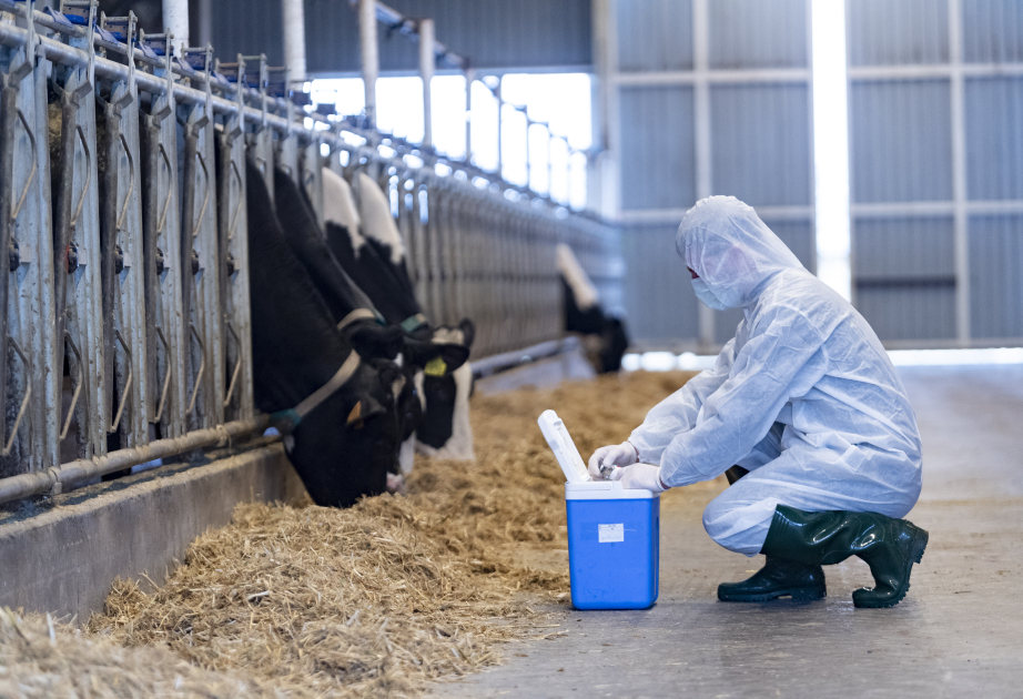 Ölkə üzrə heyvanlar arasında xüsusi təhlükəli xəstəliklərə qarşı peyvəndləmə tədbirlərinə başlanılıb