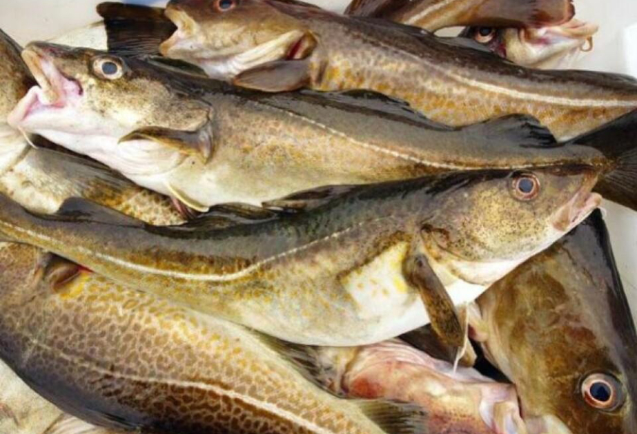 Рыбные запасы в морях Норвегии сократились вдвое за десятилетие