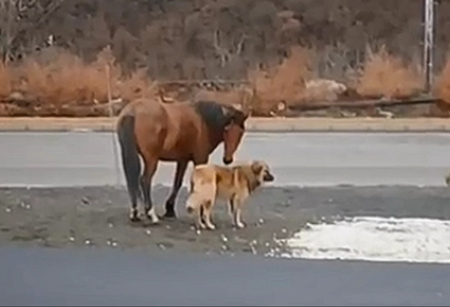 Kəlbəcərdə maraqlı mənzərə: At və itin dostluğu "Bir qalanın sirri"ni xatırlatdı VİDEO