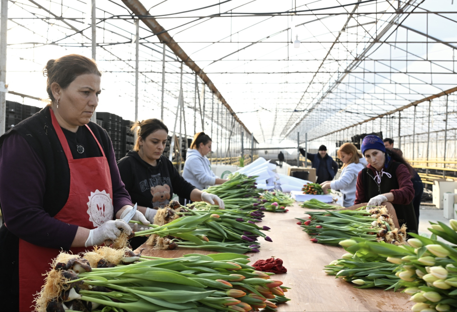 Qışın ortasında bahar nəfəsi: Niderlanddan gətirilən lalələrin sirri -  REPORTAJ