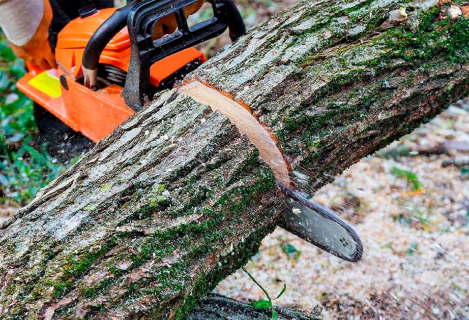 Paytaxtda ağacların qanunsuz kəsilməsi halları aşkarlanıb