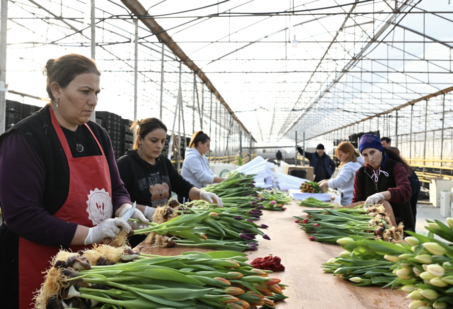Aliento de primavera en pleno invierno: el secreto de los tulipanes traídos desde los Países Bajos – REPORTAJE