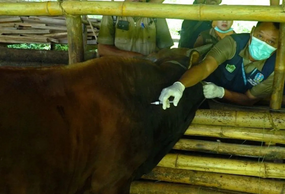 Indonesia to distribute 4 million FMD vaccine doses in 2026