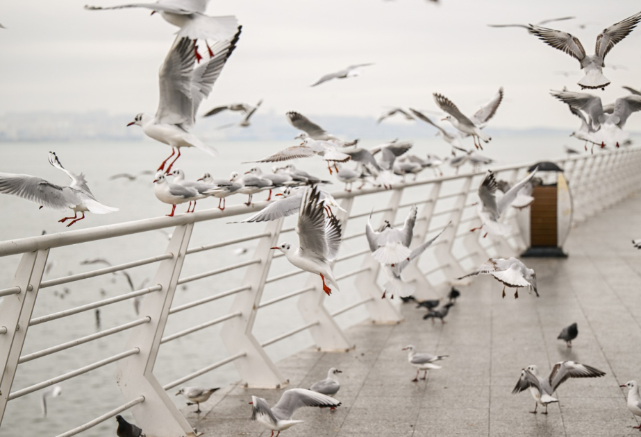 Dənizin dostu, səmanın yaraşığı