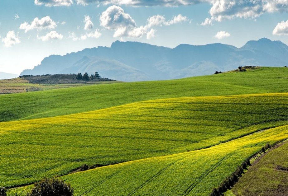 3142 hektar torpaq sahəsinin qanunsuz ayrılmasına dair bələdiyyə aktları ləğv edilib
