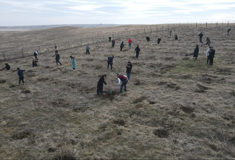 Ceyrançöldə ağacəkmə aksiyası keçirilib