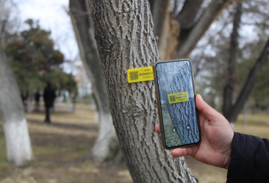 Naxçıvanda 528 ağaca inventar lövhələri vurulub