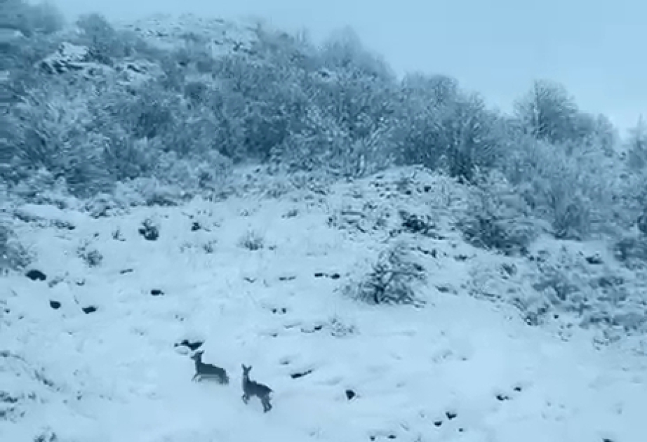 Laçın-Şuşa yolunda qaçan cüyürlər maraq doğurub
