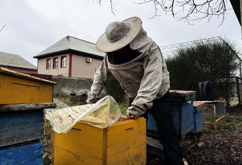 Arıçılıqda uğur düsturu: ABAD-ın dəstəyi və fərdi zəhmət bir arada VİDEO