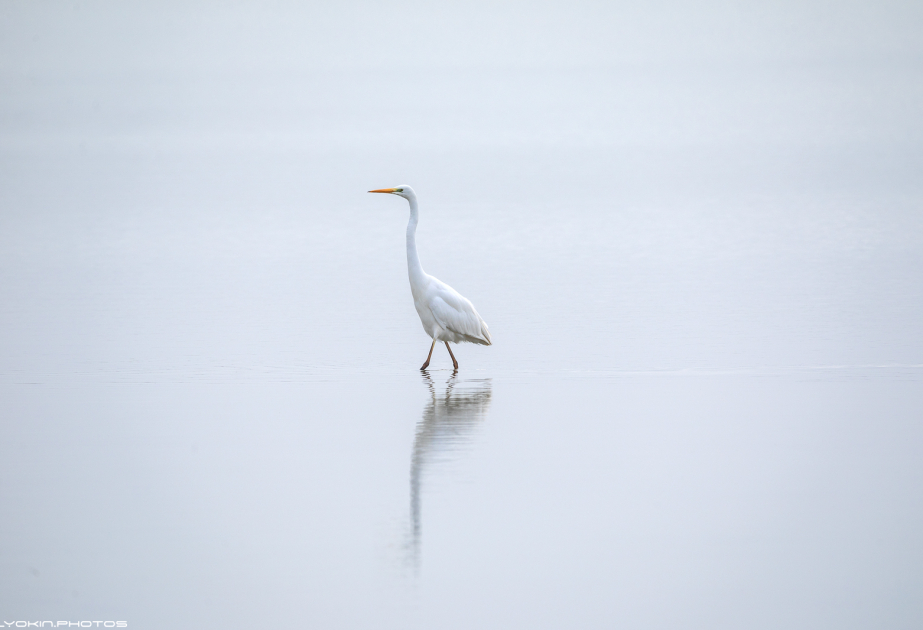 Vəhşi təbiətin harmoniyası - Şirvan Milli Parkı  foto-obyektivdə