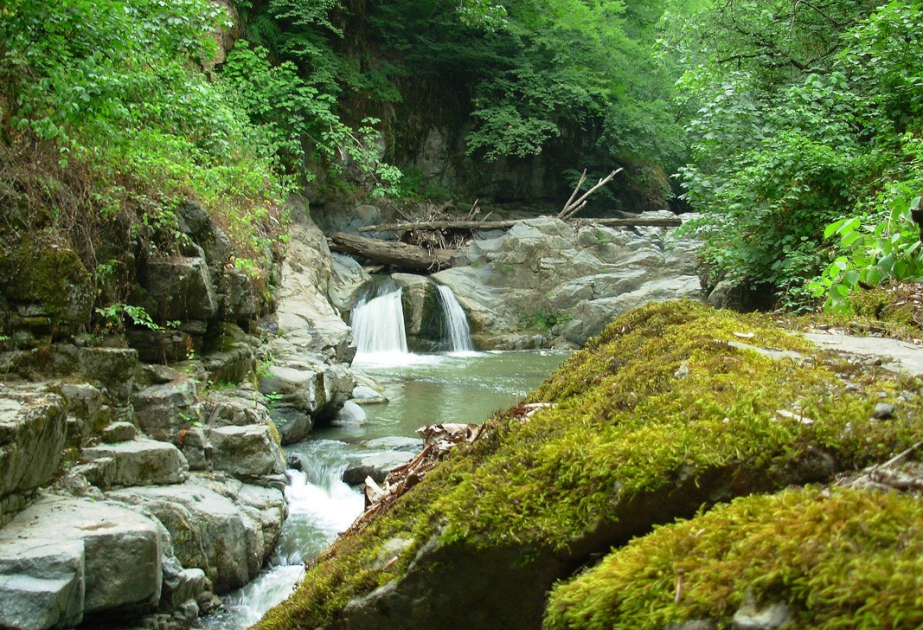 Professor: Azərbaycan florası botaniki-coğrafi baxımdan bir neçə əsas rayona bölünür