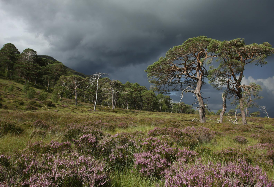 Ağaclar karbon qazı emissiyalarını artırır - TƏDQİQAT
