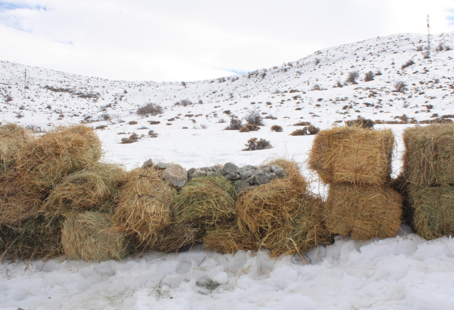 Naxçıvanda çöl heyvanları üçün biotexniki tədbir təşkil olunub