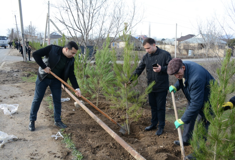 Tərtərdə növbəti ağacəkmə aksiyası: 400 Eldar şamı əkilib