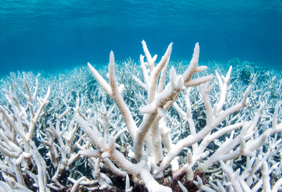 Half the world’s coral reefs devastated by record ocean heat