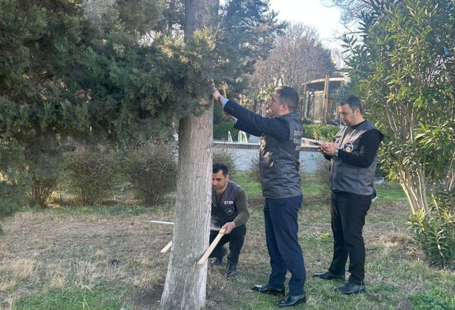 Ağacların nömrələnməsi və inventarlaşdırılması işləri davam etdirilir