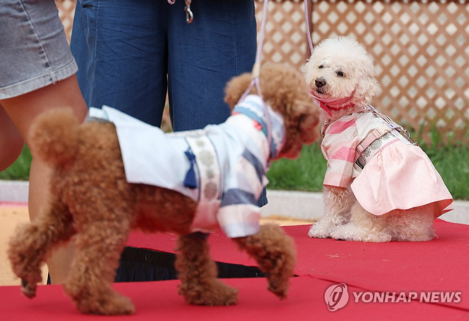 South Korea’s pet boom: 3 in 10 households raise animals