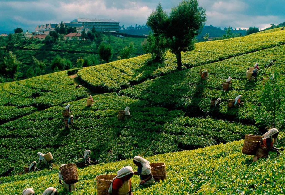 Azerbaïdjan: les exportations de thé ont augmenté de plus de 18 pour cent