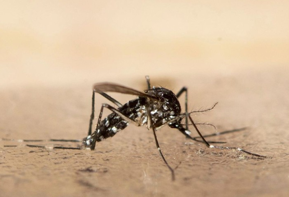 Chikungunya-Virus breitet sich offenbar auch bei niedrigeren Temperaturen aus