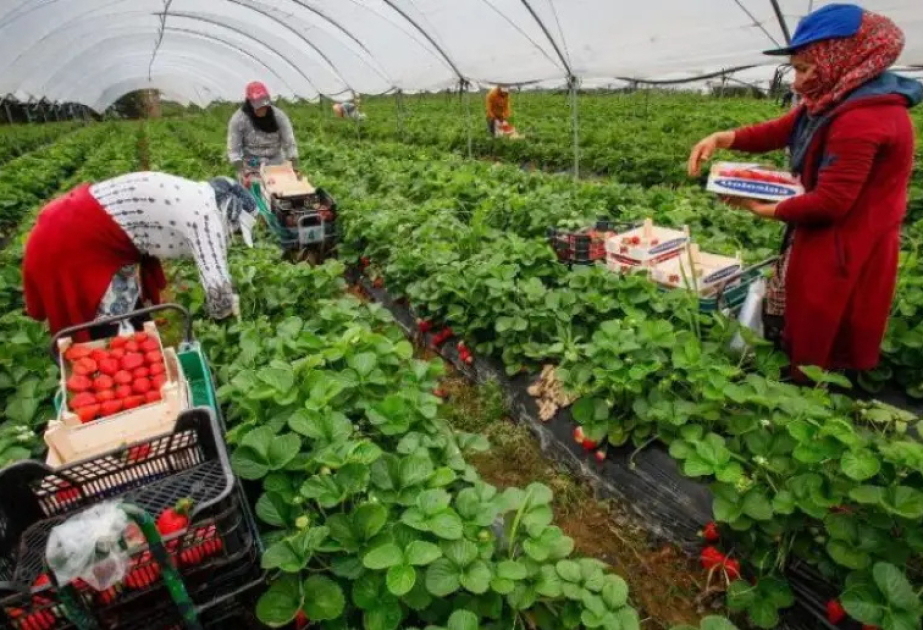 España aceptará miles de trabajadores temporeros procedentes de Marruecos