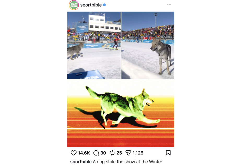 Wolfdog steals show, crosses finish line at Winter Olympics