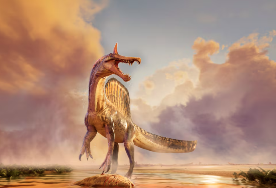 Fossils of a new species of huge dinosaur Spinosaurus unearthed in Niger