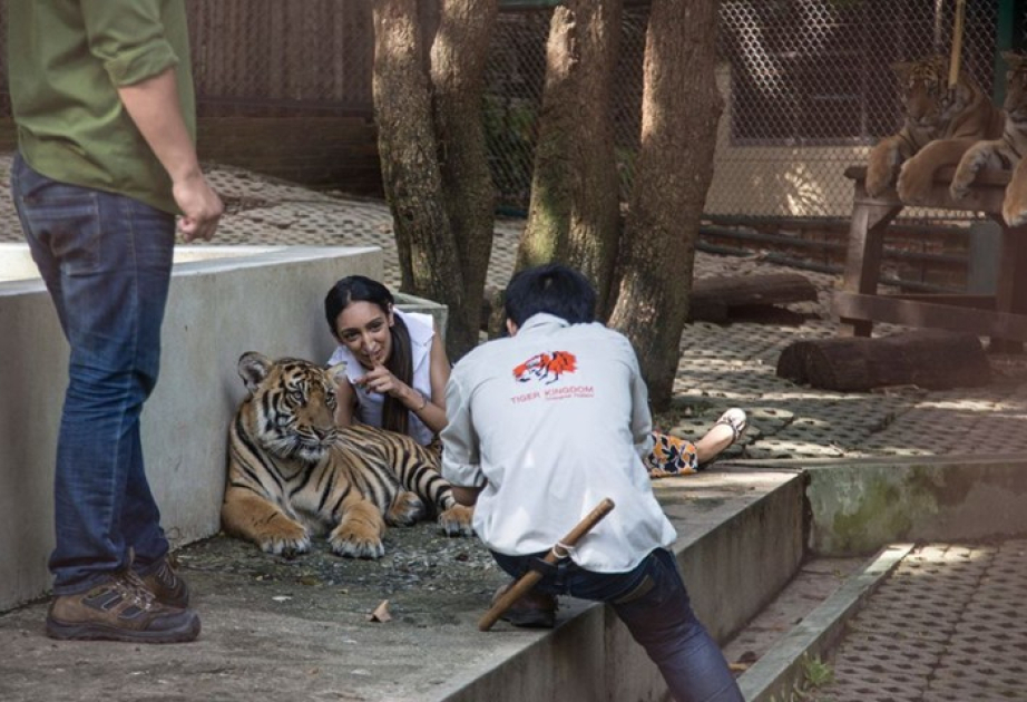 72 Tiger sterben in umstrittenem thailändischen Zoo