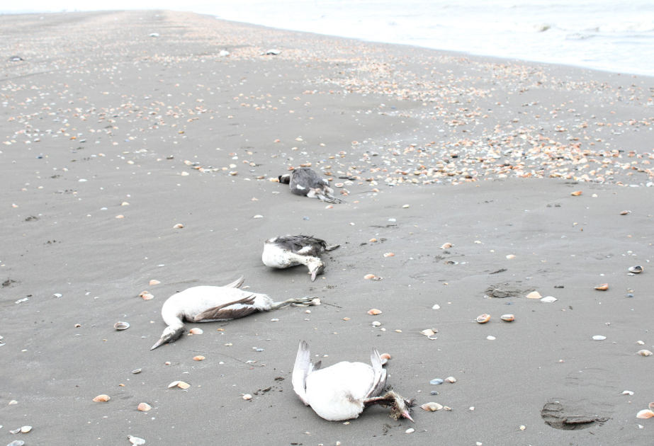 Kaspisches Meer: Tausende Haubentaucher tot an Küste bei Khachmaz entdeckt VIDEO