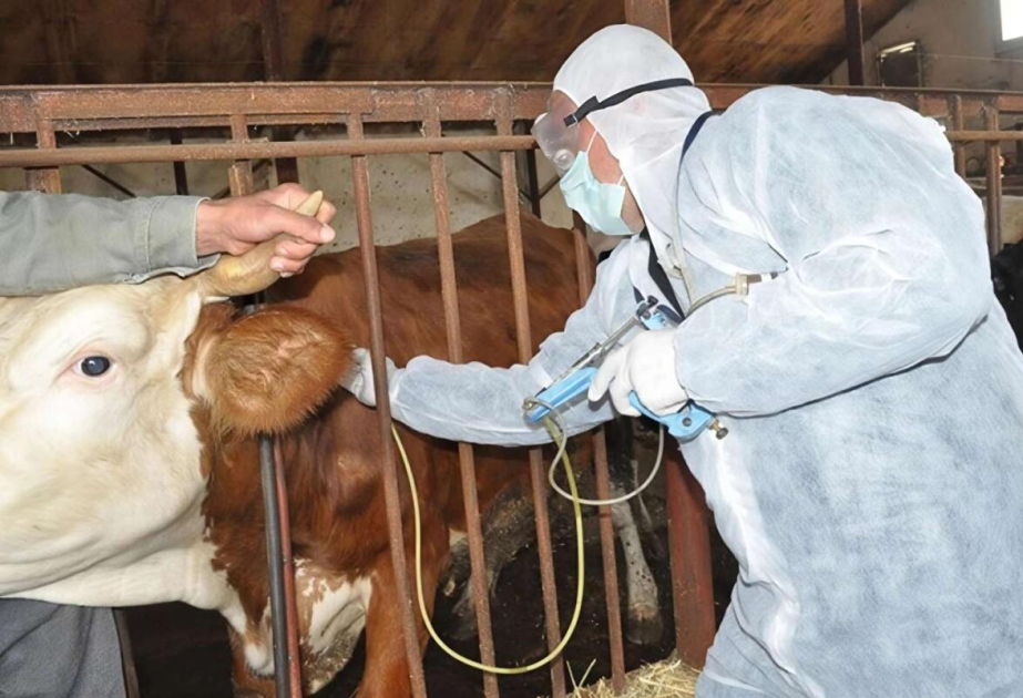 FMD vaccine signals a turning point for SA agriculture