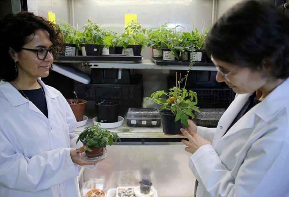 Turkish researchers develop techniques to farm tomatoes on moon