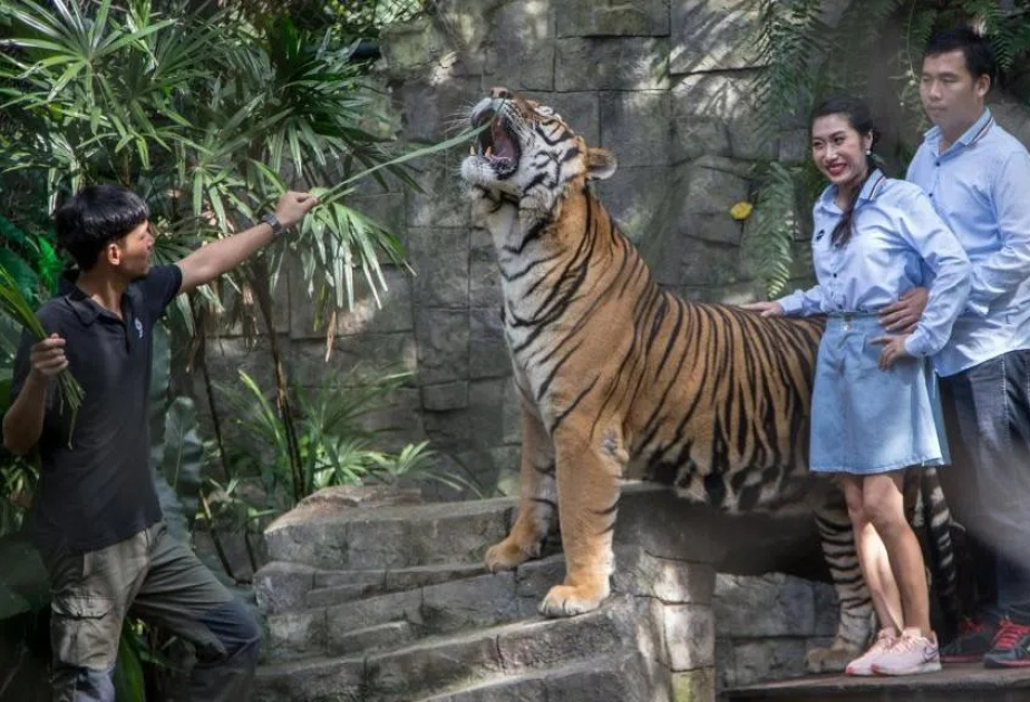 Probe under way after illness kills 72 tigers in Thai tourist park