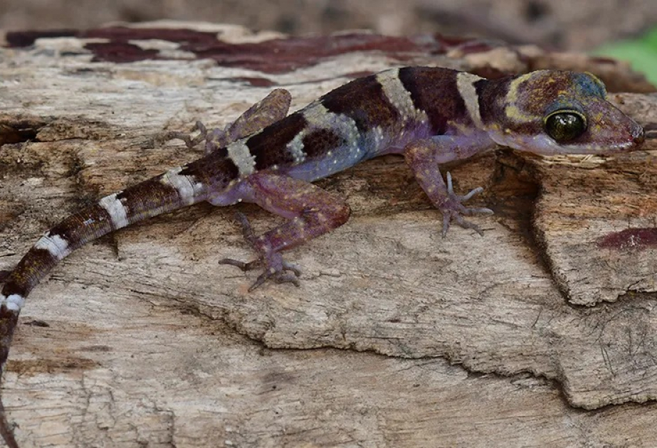 New gecko species discovered in Cambodia's nature reserve