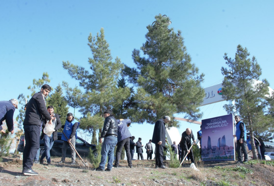 Tərtərdə 200 ədəd Eldar şamı əkilib