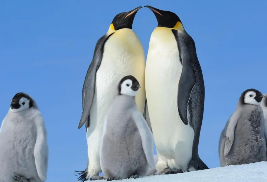 Emperor Penguins moult to survive, but scientists fear it may now be killing them