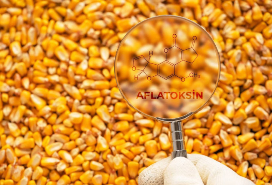 Heyvan yemlərində aflatoksinin olması təhlükəlidir
