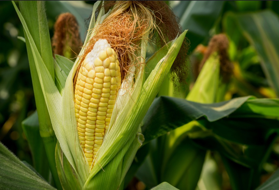 Chinese scientists discover new mechanism to boost cold resilience, nutrient use in maize