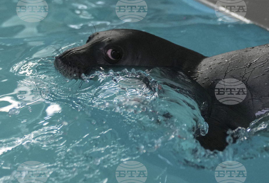 Record population growth of endangered monk seal registered on Greece's Alonissos Island
