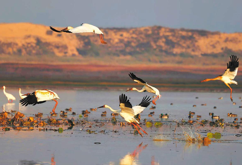 China reports major gains in wildlife conservation, habitats