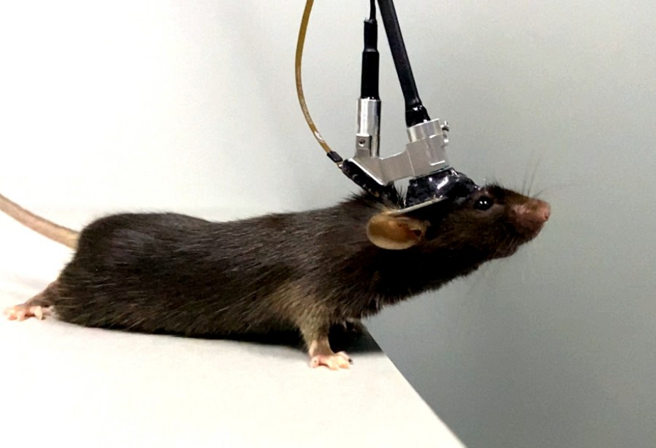 Chinese scientists develop non-invasive method for long-term brain imaging in mice