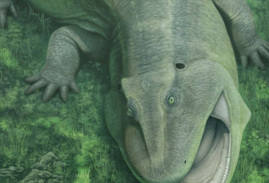 Prehistoric water-dwelling weirdo with sideways teeth and a twisted jaw was already a 'living fossil' 275 million years ago