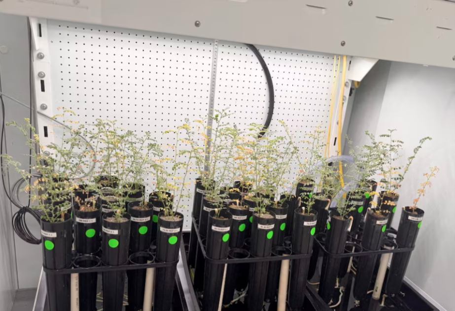 With lunar missions looming, scientists grow chickpeas in 'moon dirt'