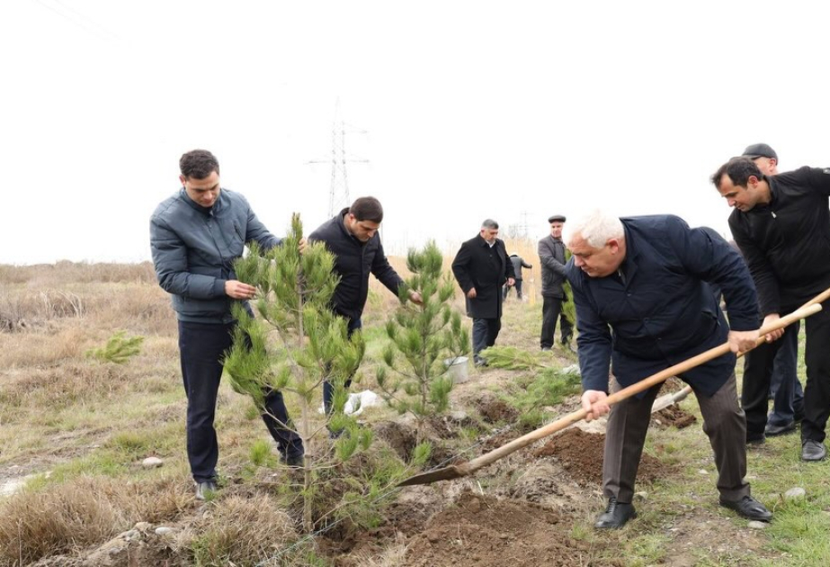 Bərdədə keçirilən aksiya zamanı 800 ədəd Eldar şamı əkilib