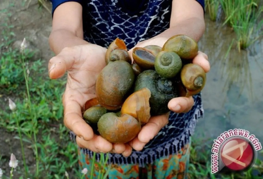 BRIN discovers new endemic land snail in South Sumatra
