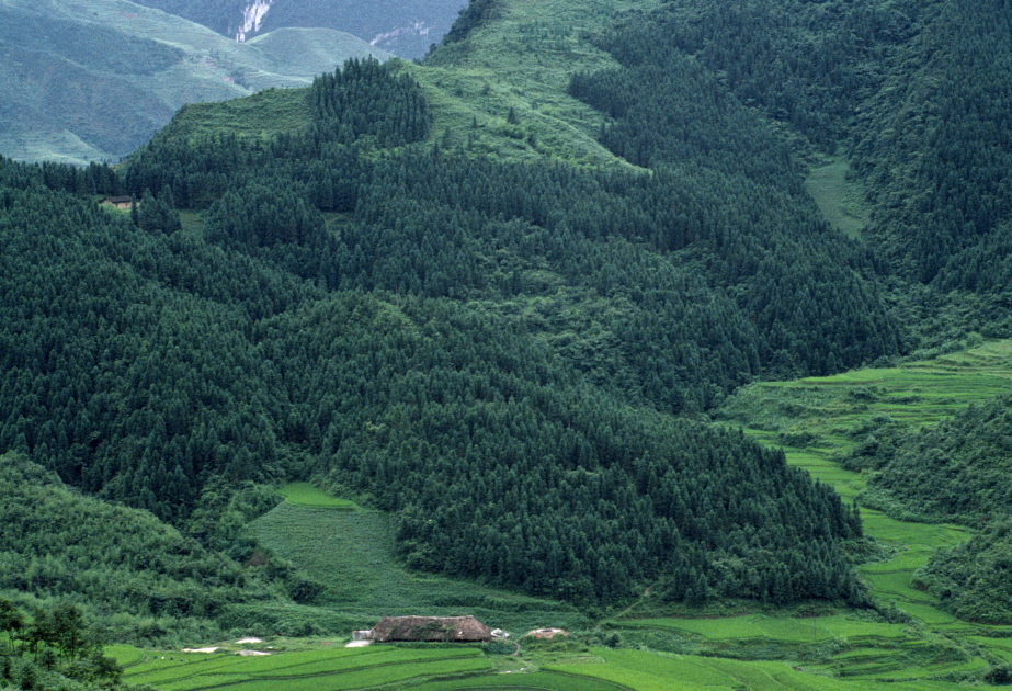 Çində yaşıllıq örtüyü 56 faizi keçib