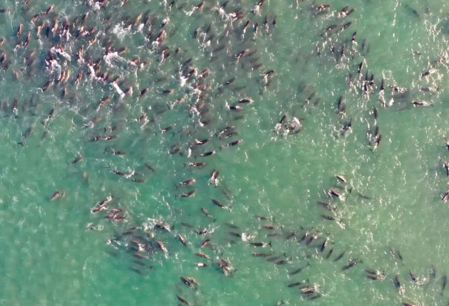 Dolphin mass strandings in Patagonia linked to killer whales