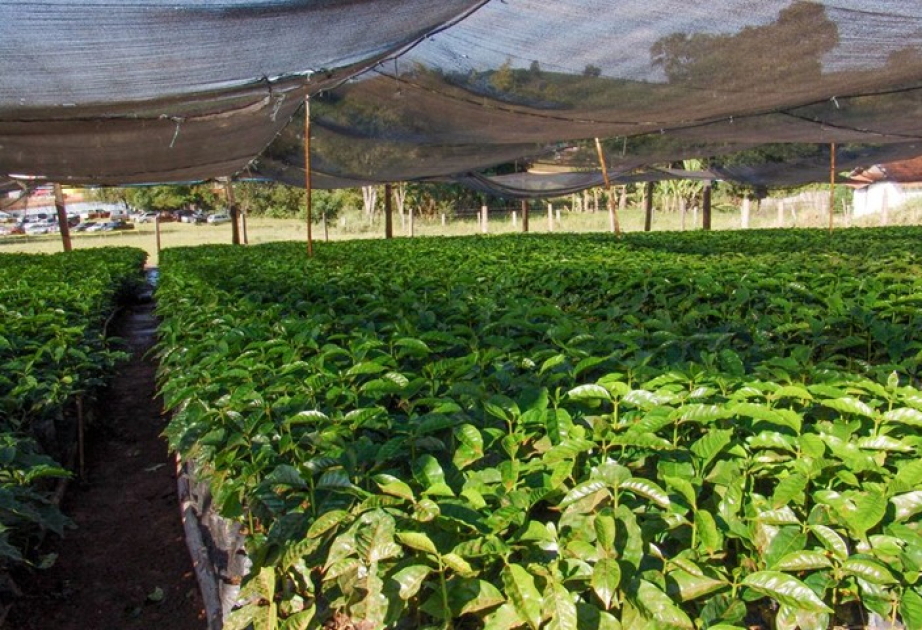 Klimakrise: Starkregen bedroht Kaffeeproduktion in Brasilien